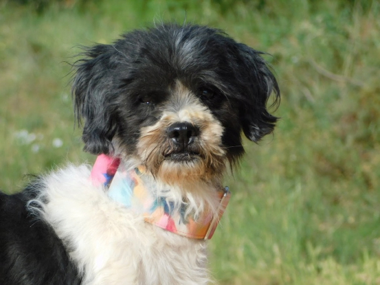 Adopter Bob