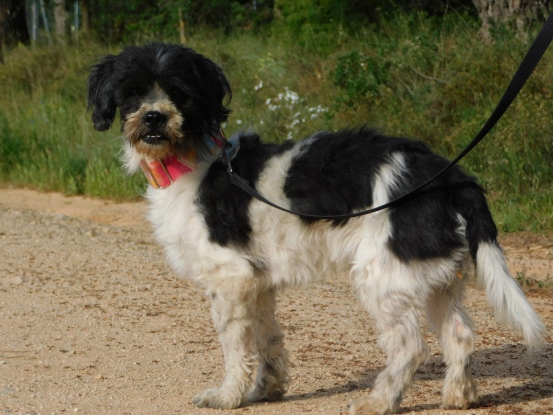 Adopter Bob