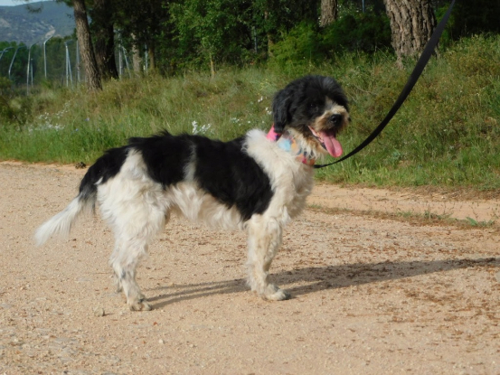Adopter Bob