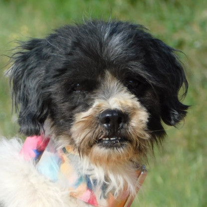Adoption Bob