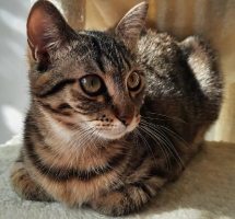 Adopter  chat : Zsofía