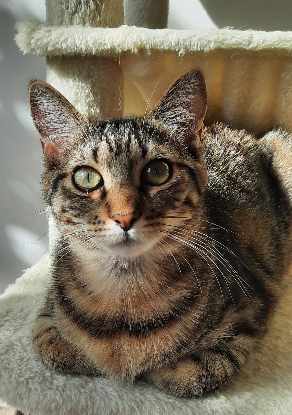 Adopter Zsofía