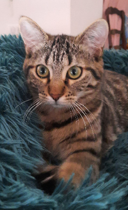 Adopter Zsofía