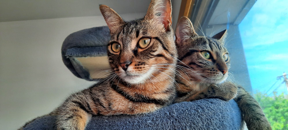 Adoption Zsofía