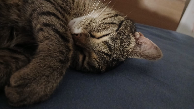 Adopter Mia