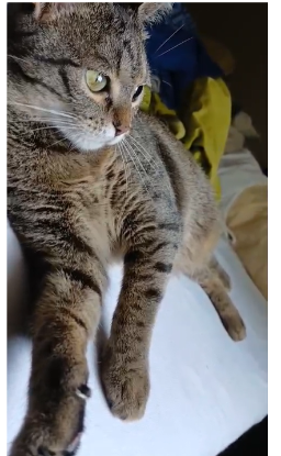 Adopter Mia