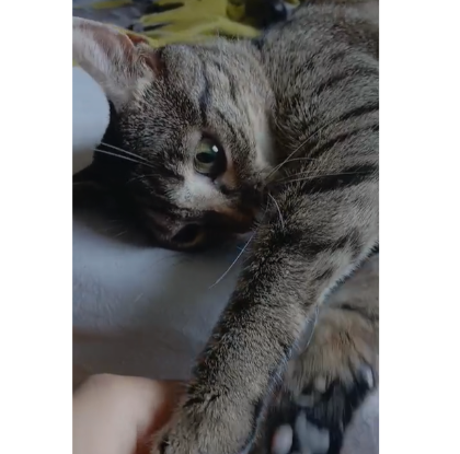 Adoption Mia