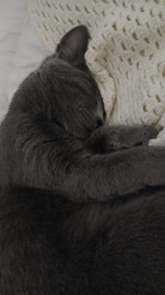 Adopter Mochi