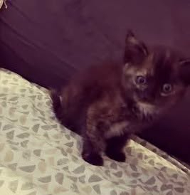 Adopter Aimi