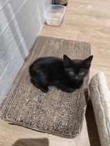 Adopter Bounty