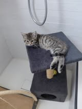 Adoption Chipie