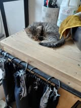Adopter Chipie