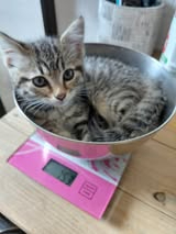 Adopter Chipie