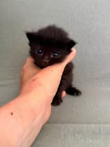 Adopter Onyx