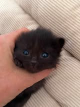 Adopter Onyx