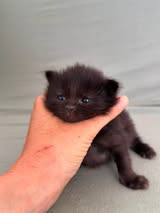 Adoption Onyx