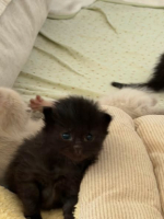 Adopter  chat : Onyx