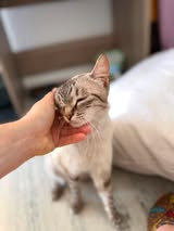 Adopter Oshka