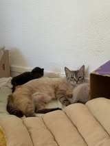 Adopter Oshka
