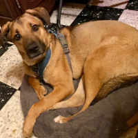 Adopter  chien : Bibou