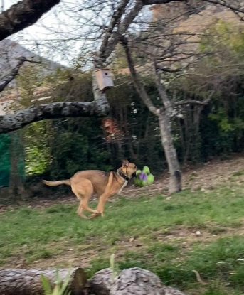 Adoption Bibou