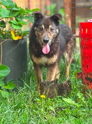 Adopter Matisse