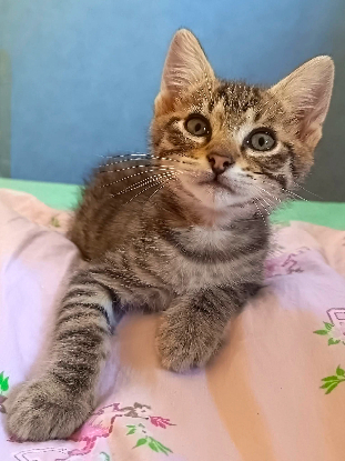 Adopter Tim