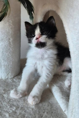 Adopter Barrel et shrimp