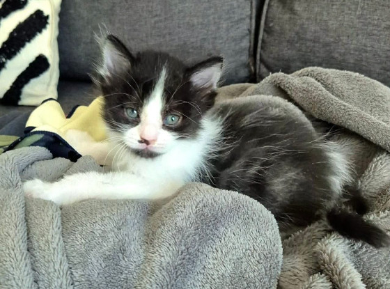 Adopter Barrel et shrimp
