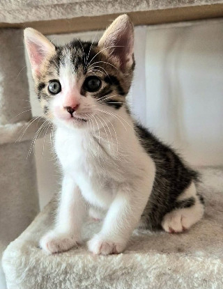 Adoption Barrel et shrimp