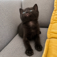 Adopter  chat : Bud