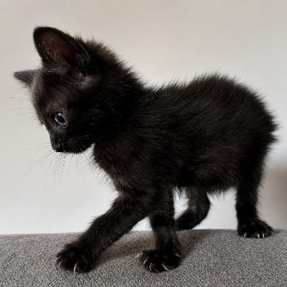 Adopter Bud