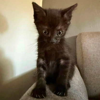 Adopter Blur