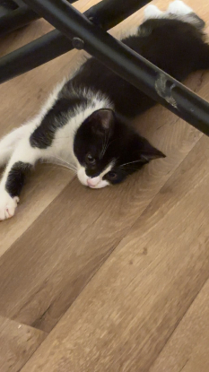 Adopter Luther ninja tigris