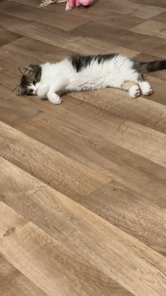 Adopter Luther ninja tigris