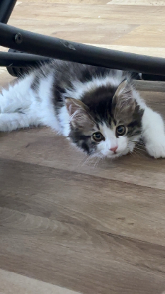 Adoption Luther ninja tigris