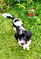 Adopter  chien : Milou