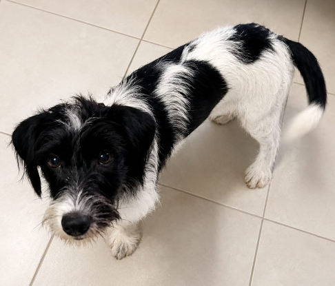 Adopter Milou