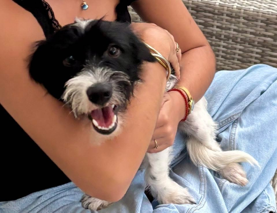 Adopter Milou