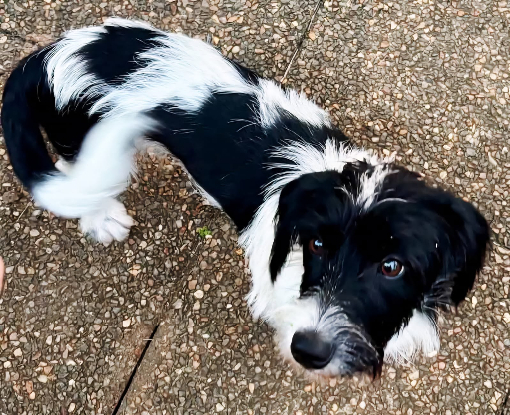 Adoption Milou