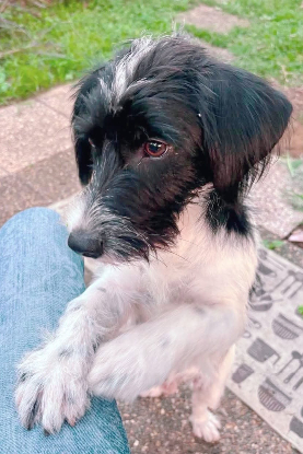 Adoption Milou