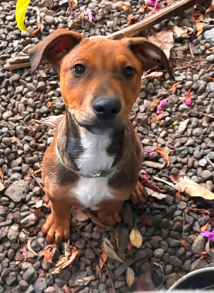 Adopter Blue