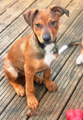 Adopter Blue