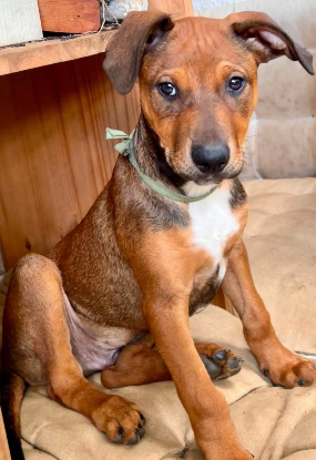 Adopter Blue