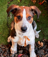 Adopter  chien : Fred