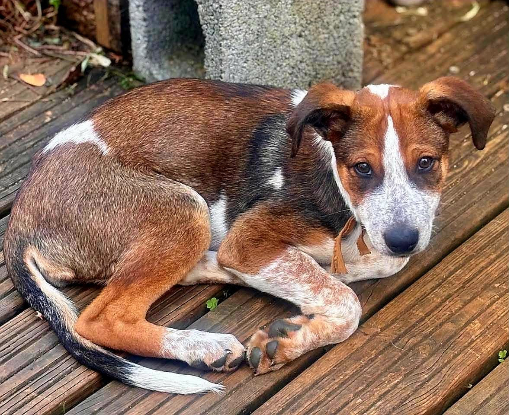 Adopter Fred