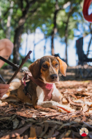 Adopter  chien : Cross