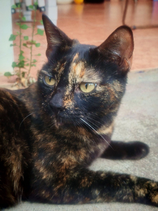 Adopter Nephtys