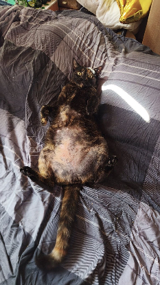 Adopter Nephtys