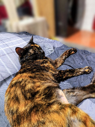 Adopter Nephtys